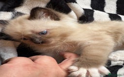 Ragdoll cats for sale: 6 stunning ragdoll kittens  - Image 2