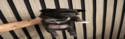 Chihuahua dogs for sale: 3 BEAUTIFUL LONGHAIRED CHIHUAHUA PUPPIES  in Morecambe - Advert 7