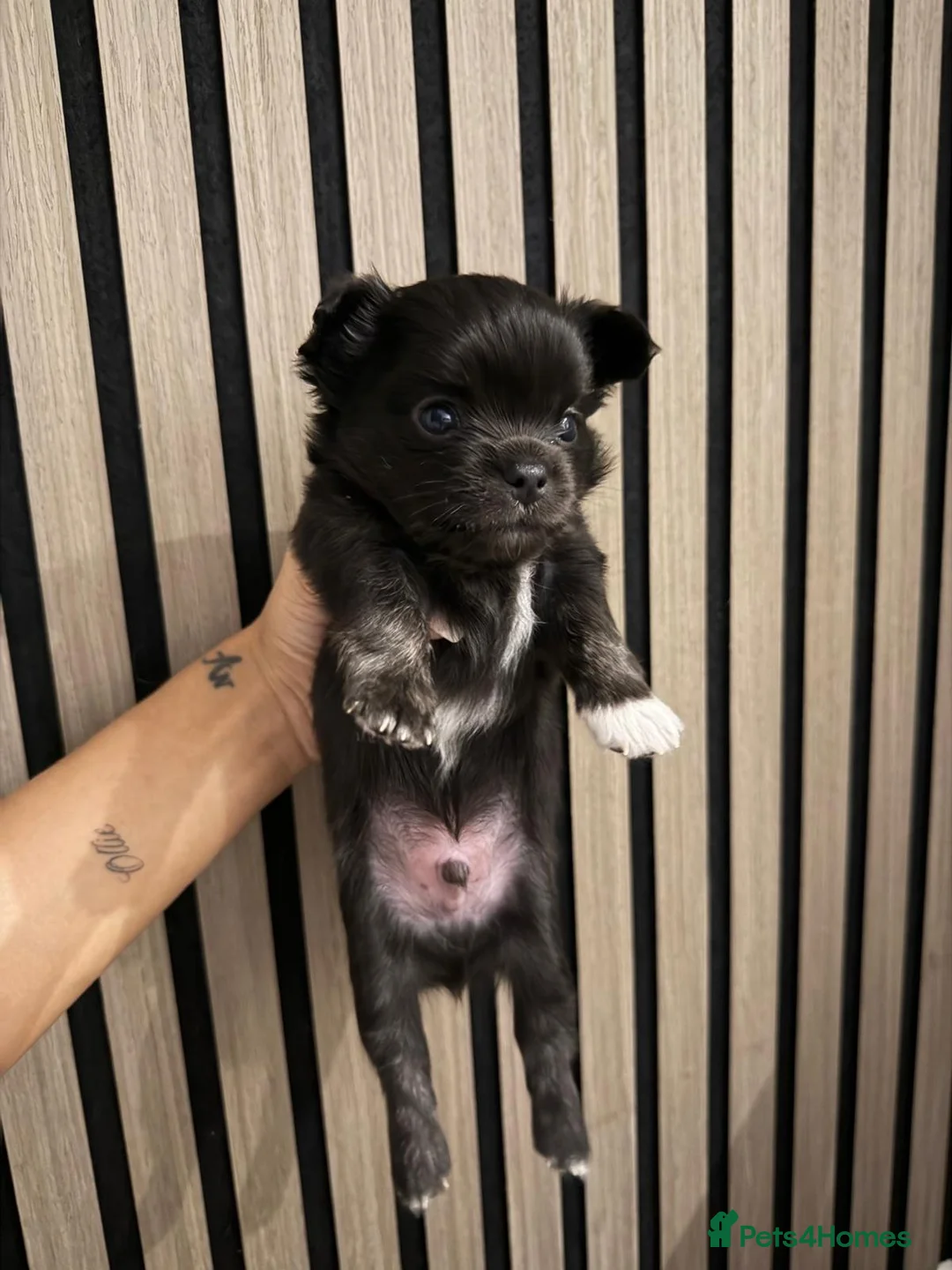 Chihuahua dogs for sale: 3 BEAUTIFUL LONGHAIRED CHIHUAHUA PUPPIES  in Morecambe - Advert 7