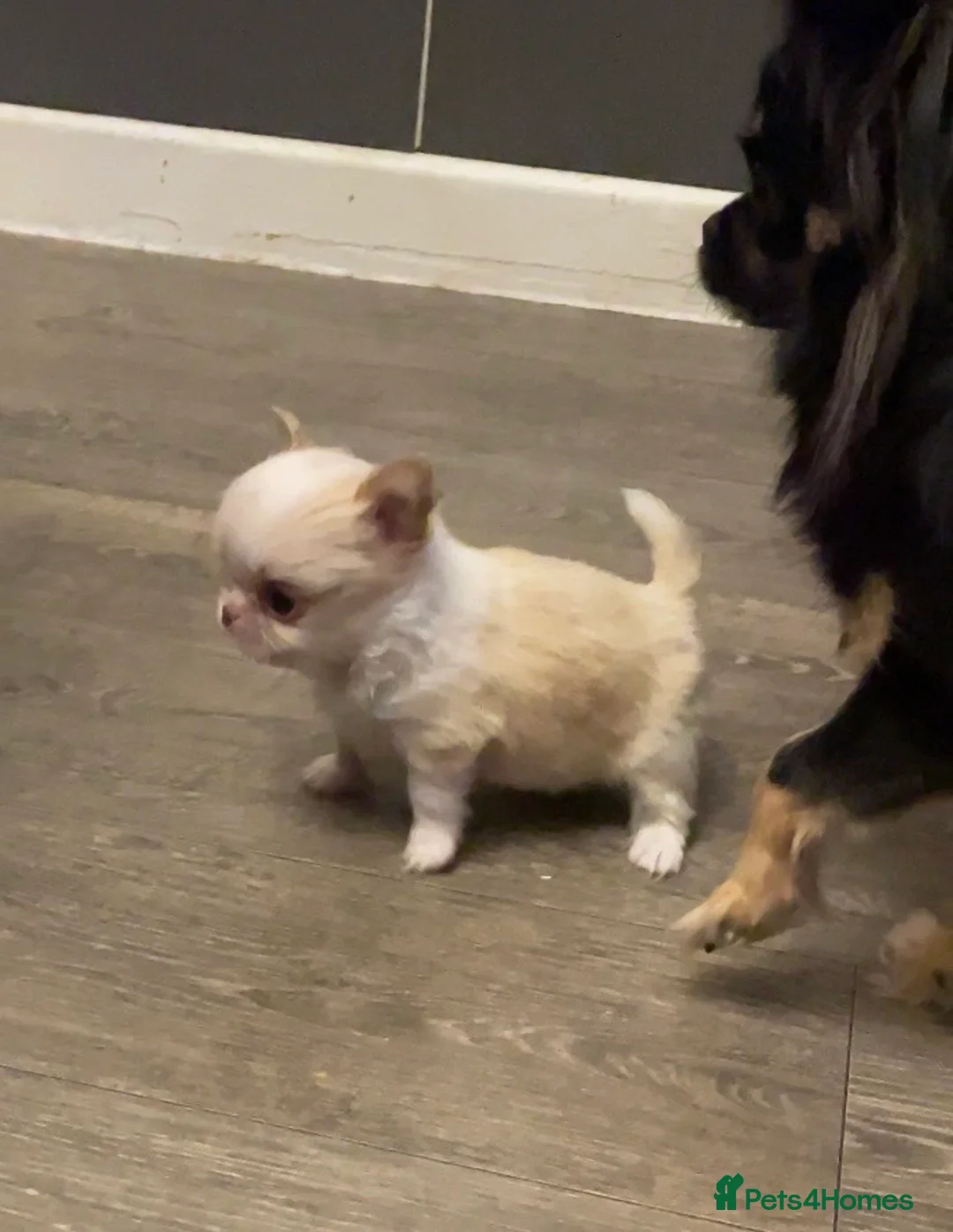 Chihuahua dogs for sale: Gorgeous  little  Longcoat Boy Kc 🌟🌟🌟🌟🌟 - Advert 17