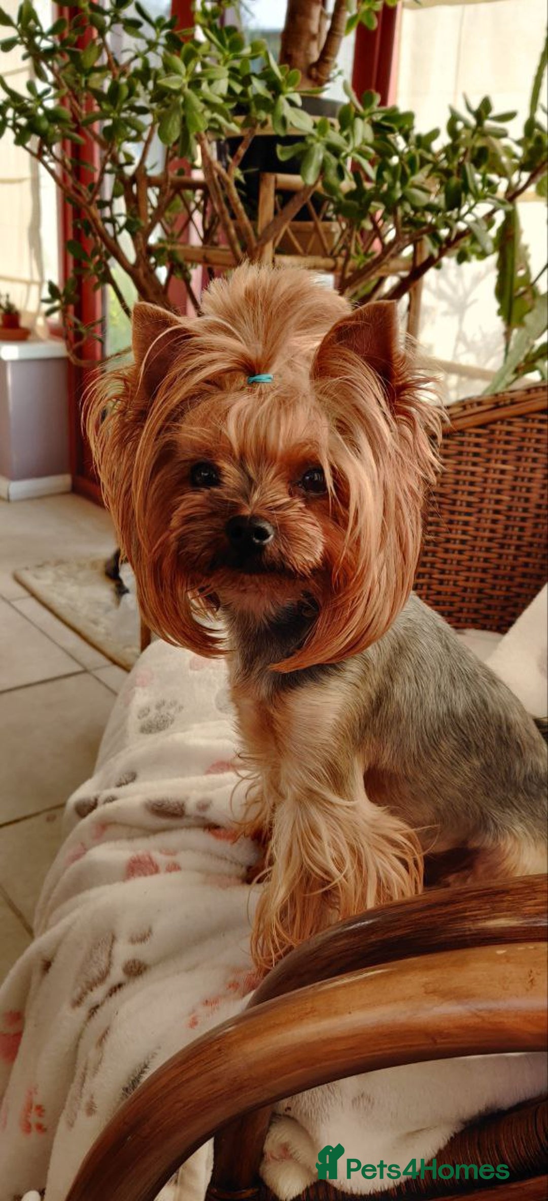 Yorkshire Terrier dogs for sale: Girl, Show quality, KC reg 18 champions bloodline - Advert 5