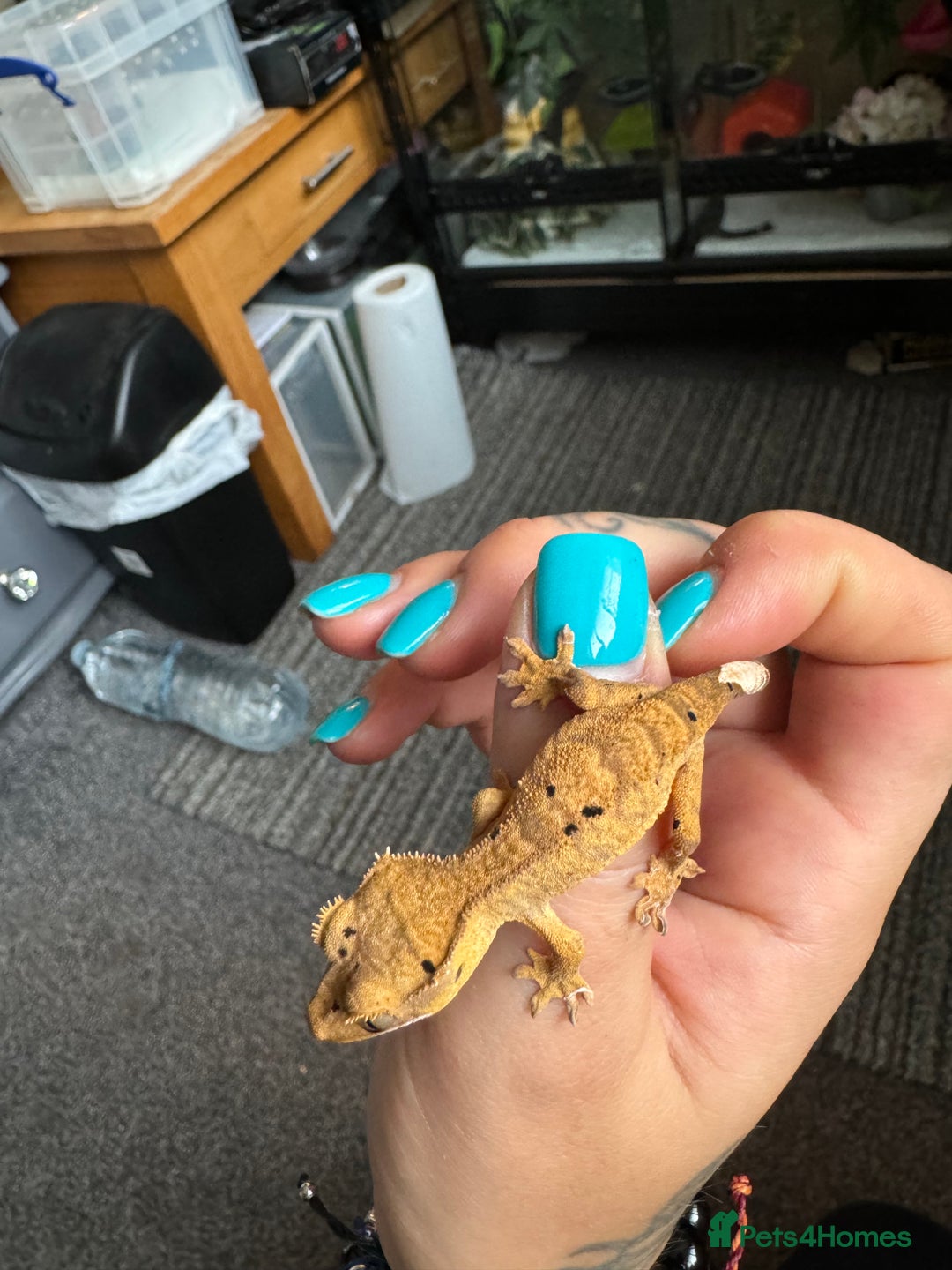 Gecko reptiles for sale: Multiple baby crested geckos  in Norwich - Image 3