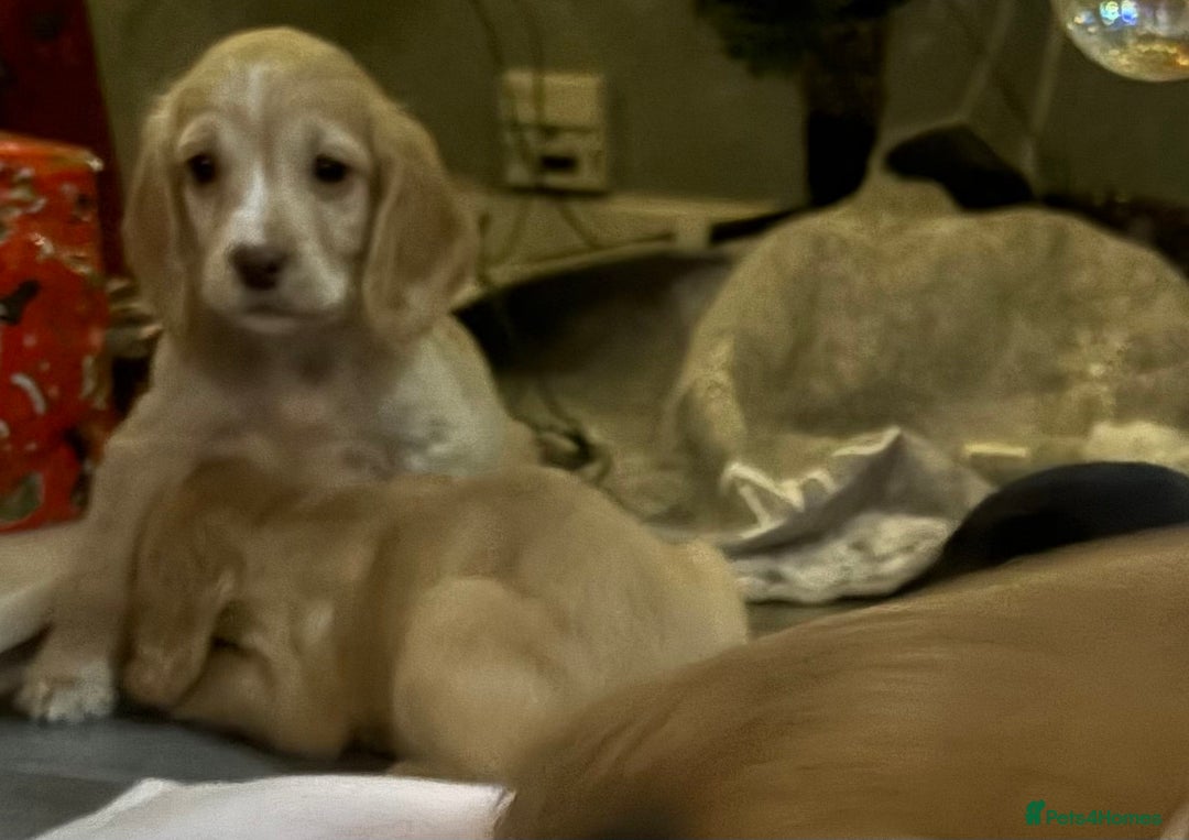 Cocker Spaniel dogs for sale: Ready now!!! Beautiful working cocker spaniels - Advert 1