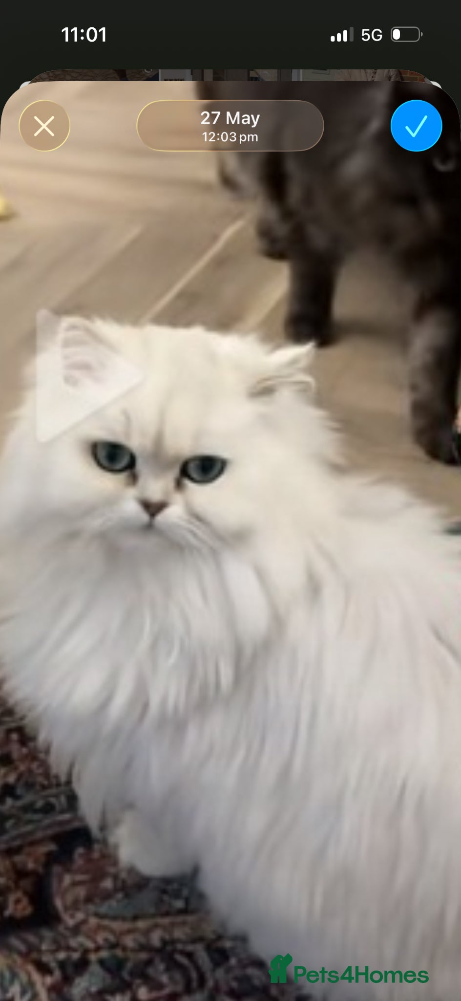 Persian cats Beautiful kittens mother is a Persian  - Advert 10