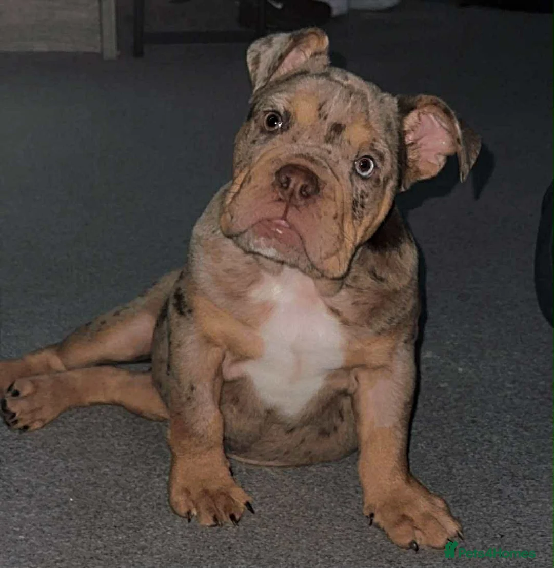 English Bulldog dogs for sale: Chocolate Merle girl - Advert 1