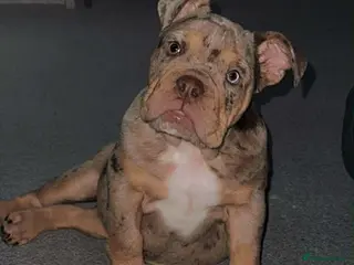 English Bulldog dogs Chocolate Merle girl - Advert 9