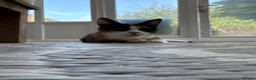 Mixed Breed cats for sale: Adorable Kittens Looking for Loving Homes in Coventry - Advert 2
