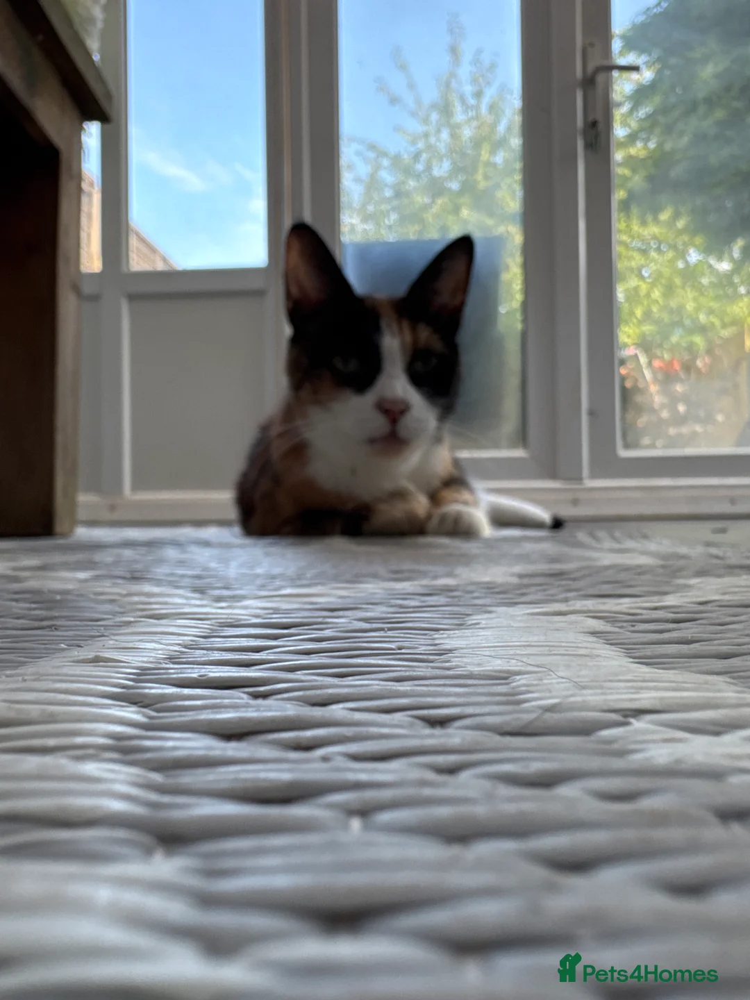 Mixed Breed cats for sale: Adorable Kittens Looking for Loving Homes in Coventry - Advert 2