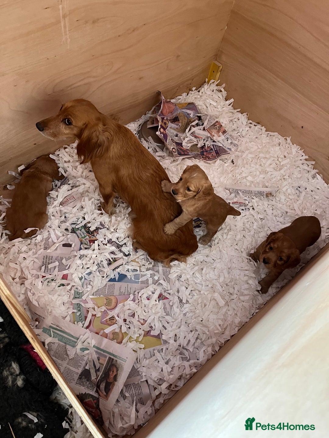Cocker Spaniel dogs for sale: Cocker Spaniel bitch puppy - Image 5