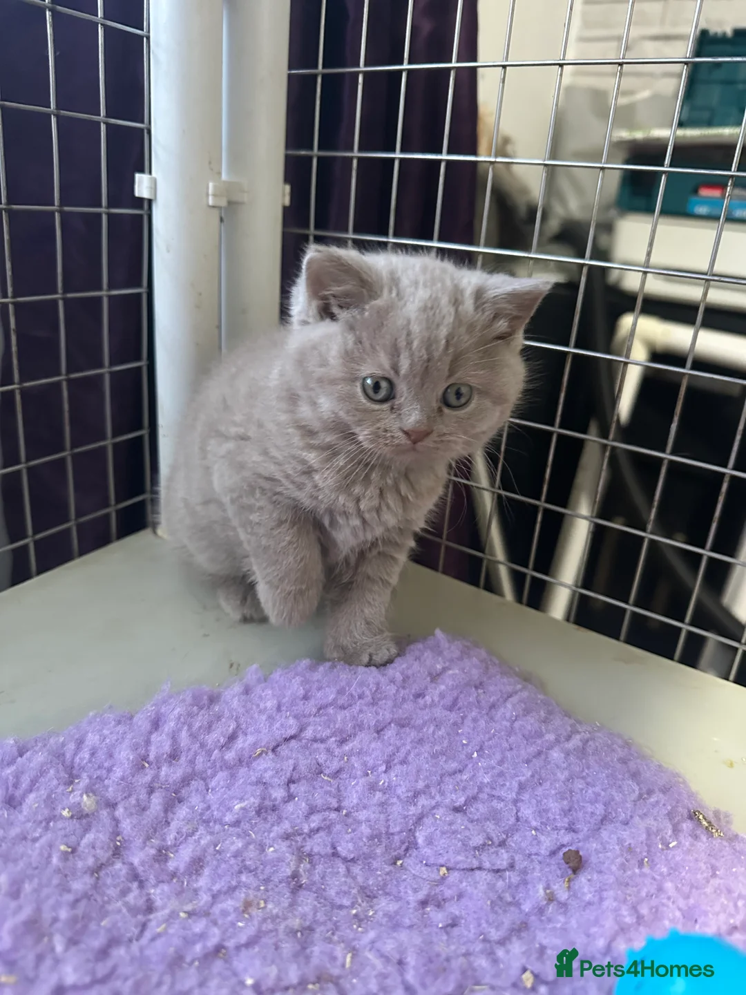 British Shorthair cats for sale: Top pedigree British shorthair chunky kittens  - Advert 9