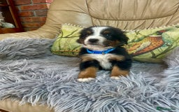 Bernese Mountain Dog dogs for sale: Beutiful boys and girl - Image 6