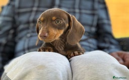 Miniature Dachshund dogs for sale: 🩷Tiny Babies Can’t wait to Go Home🩷 - Image 12