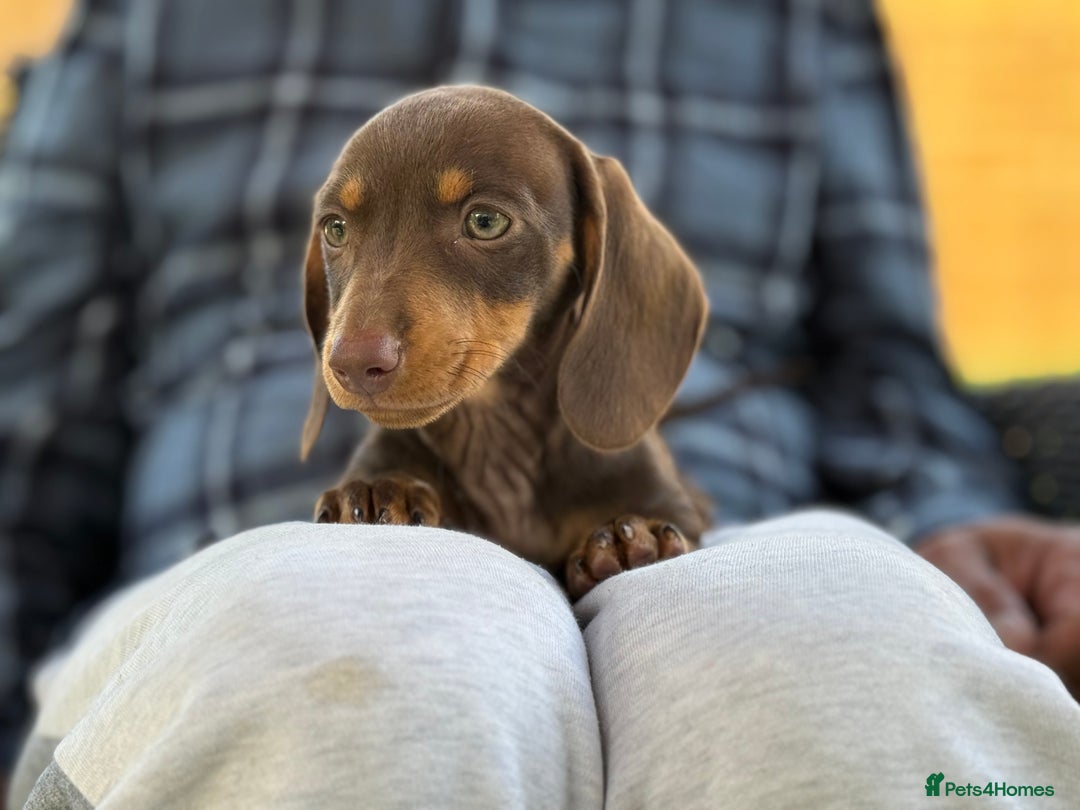 Miniature Dachshund dogs for sale: 🩷Tiny Babies Can’t wait to Go Home🩷 - Image 12