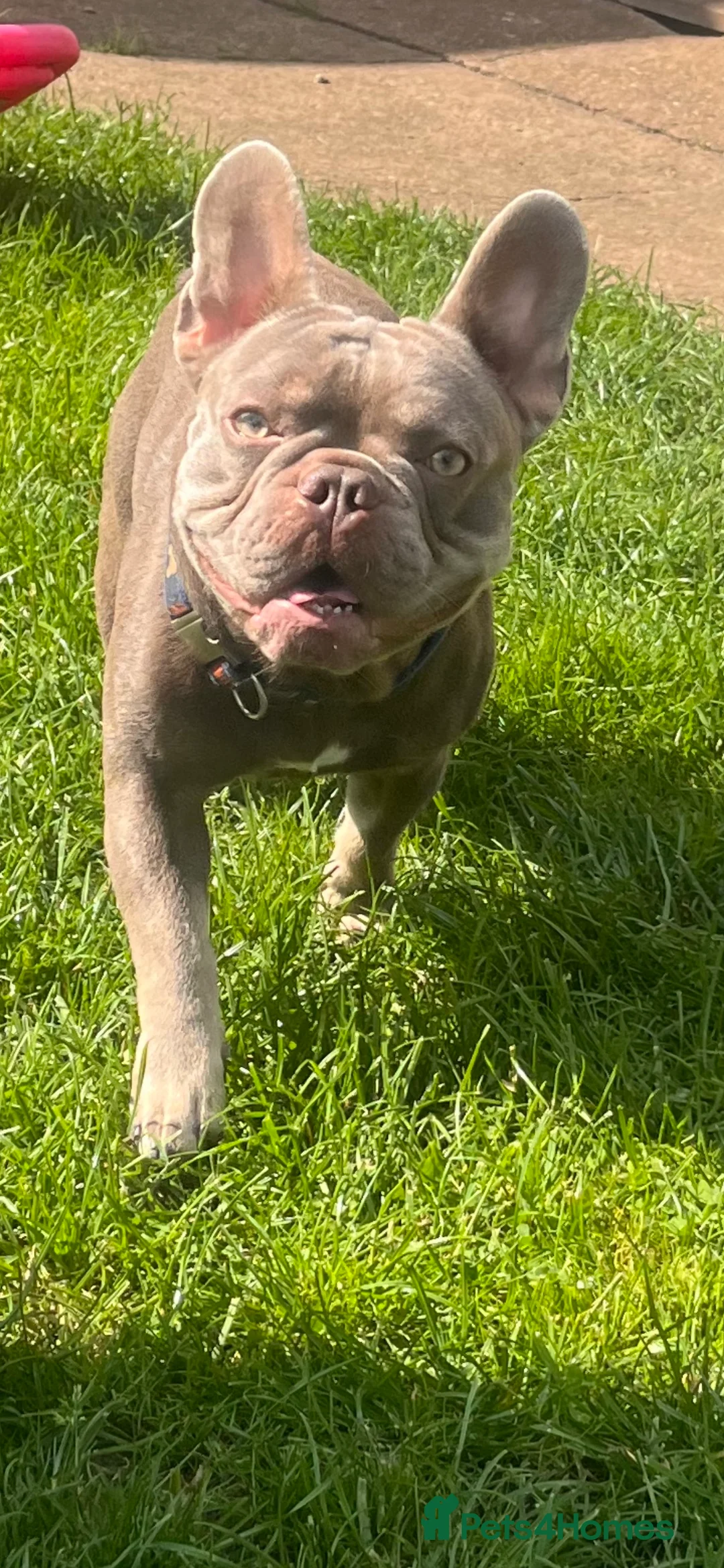 French Bulldog dogs for stud: Isabella and tan health tested french bulldog stud in Lincoln - Advert 3