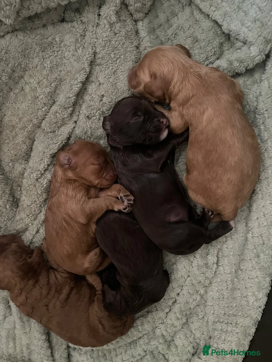 Cockapoo dogs for sale: DNA tested cockapoo puppies  - Advert 6