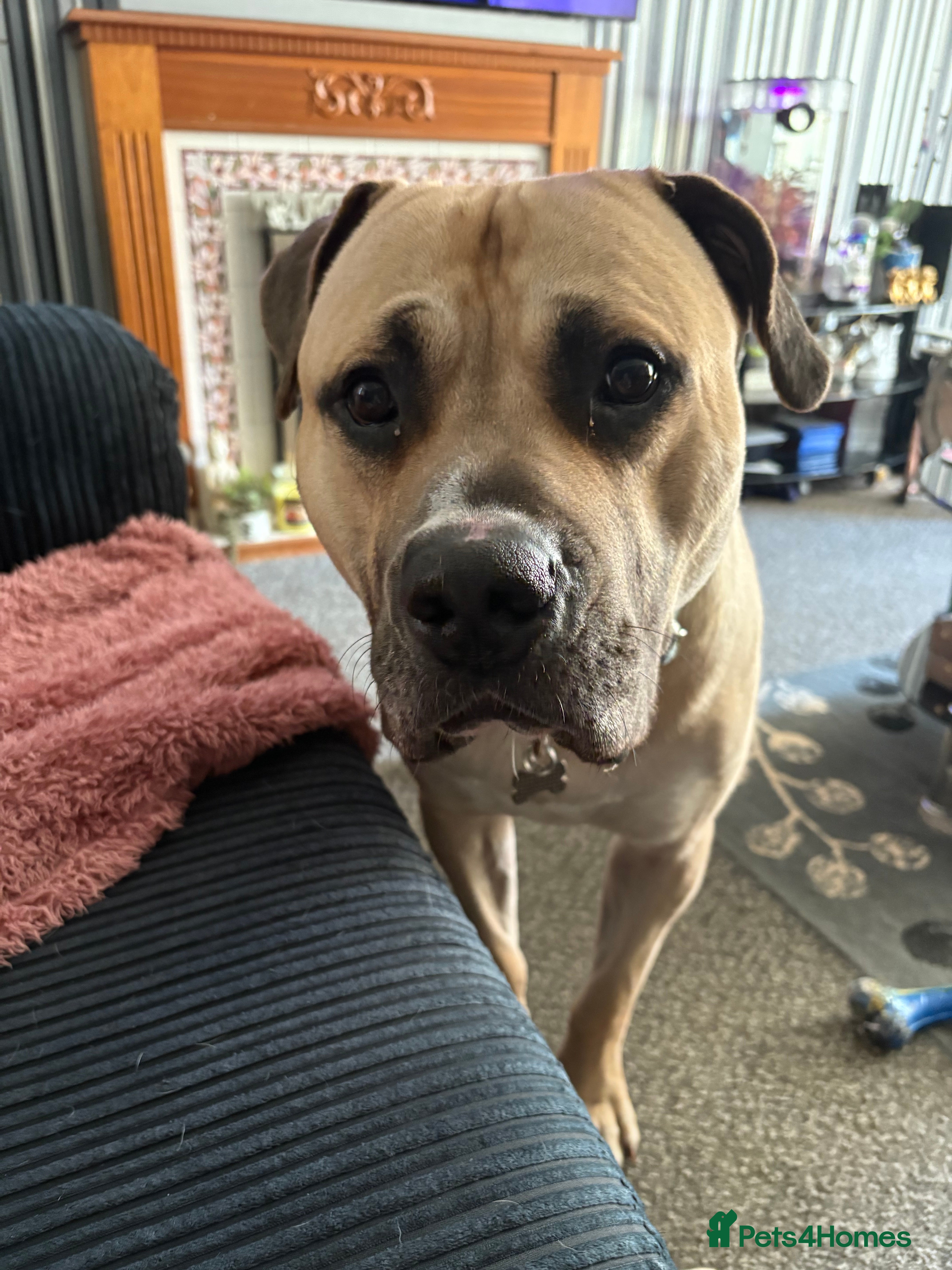 Mixed Breed dogs 2 year old presa canario called Zeke  - Advert 2