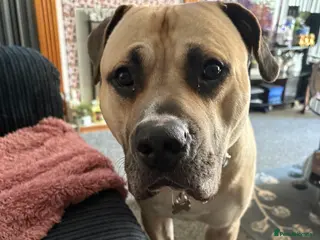 Mixed Breed dogs 2 year old presa canario called Zeke - Advert 5