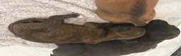 Boxer dogs for sale: Pedigree Boxer Puppies in Rochester - Advert 19