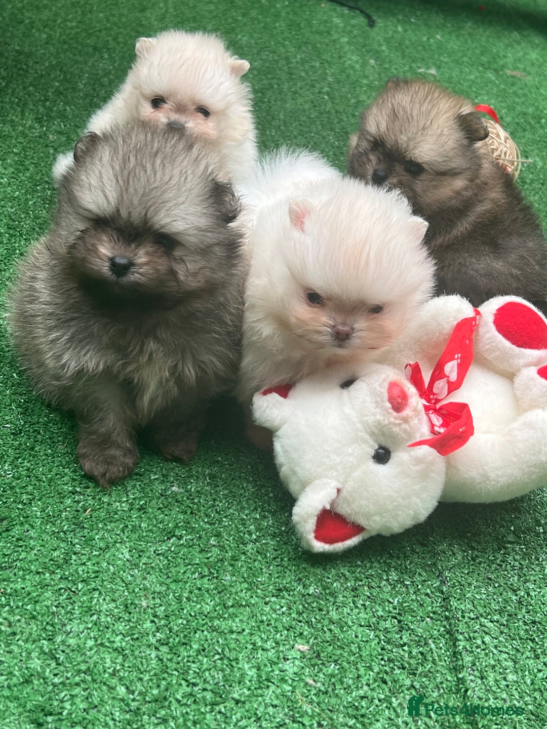 Pomeranian dogs for sale: Pomeranian toy  - Image 15