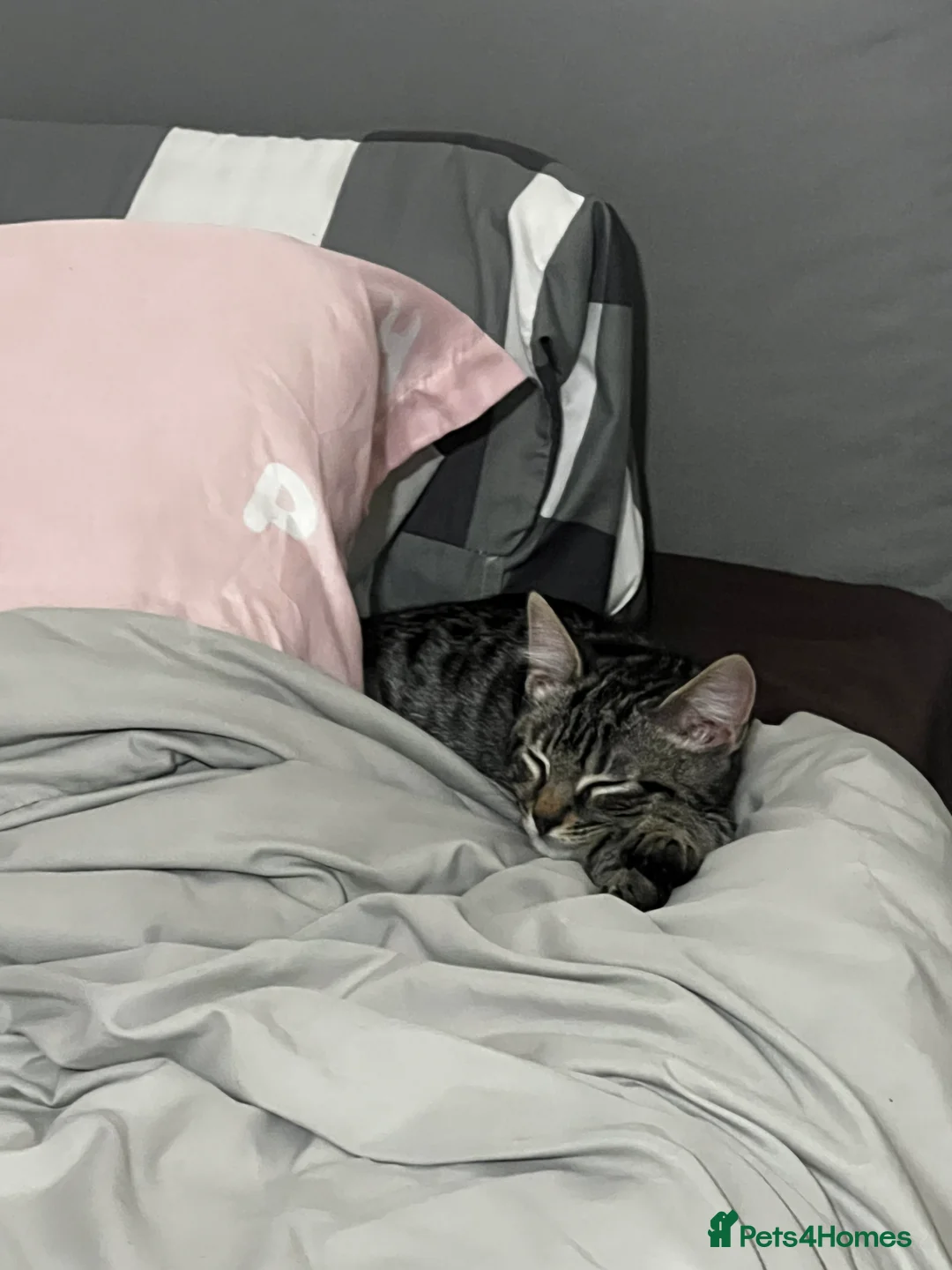 Mixed Breed cats for sale: Discounted Stunning Half Bengal,Savannah Baby Boy - Advert 5