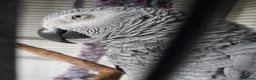 Parrots birds for sale: African grey - Advert 2