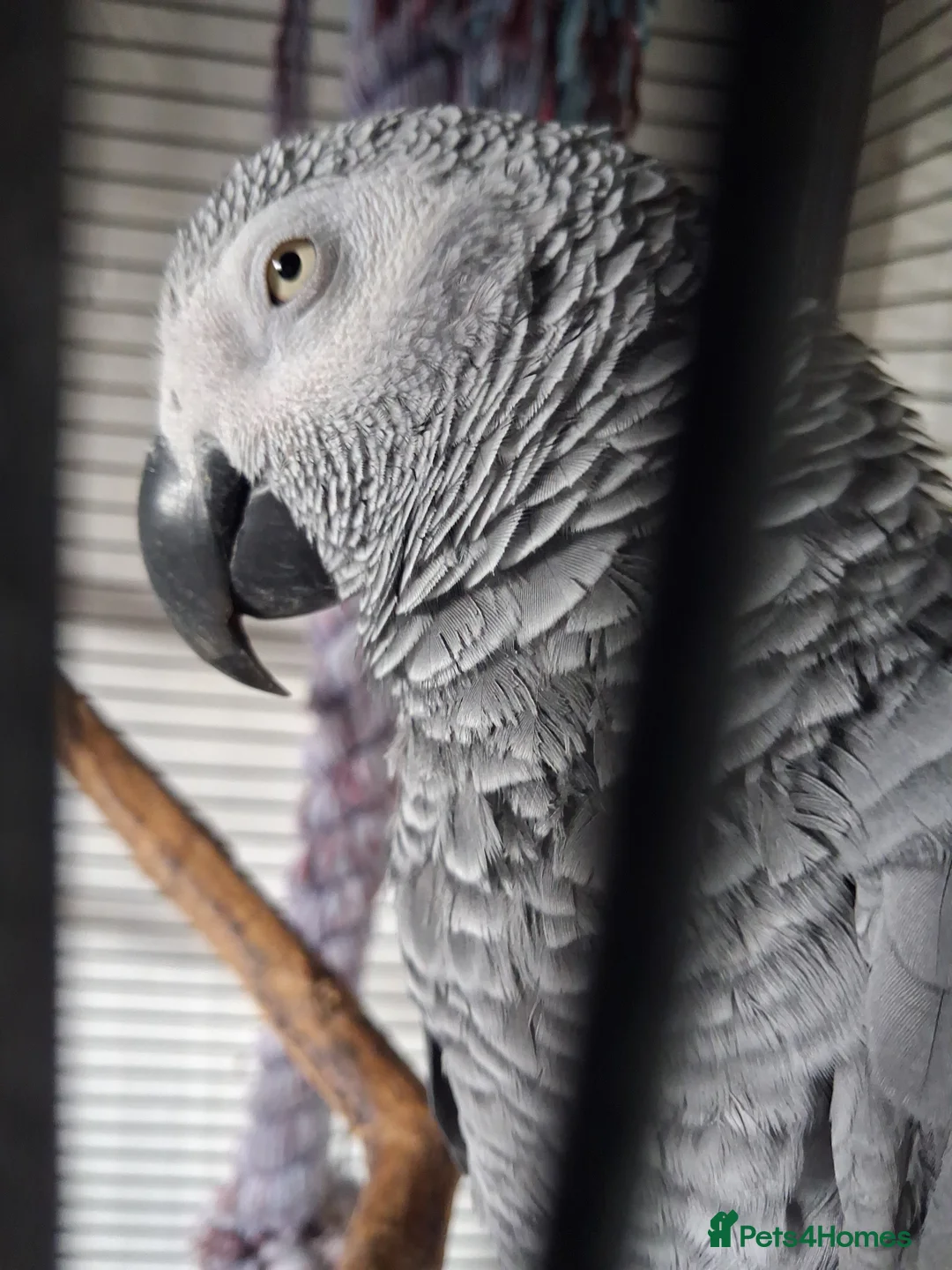 Parrots birds for sale: African grey - Advert 2