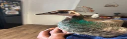 Peafowl poultry for sale: Female Indian blue peahen - peafowl - Advert 3
