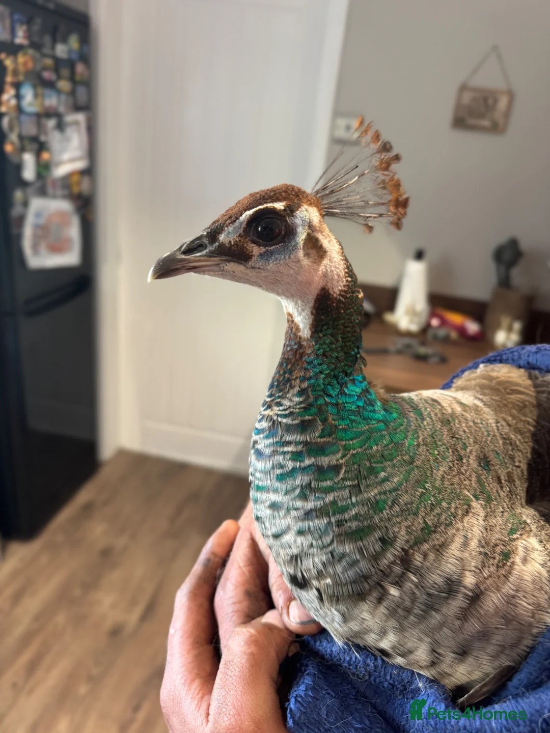 Peafowl poultry for sale: Female Indian blue peahen - peafowl - Advert 3