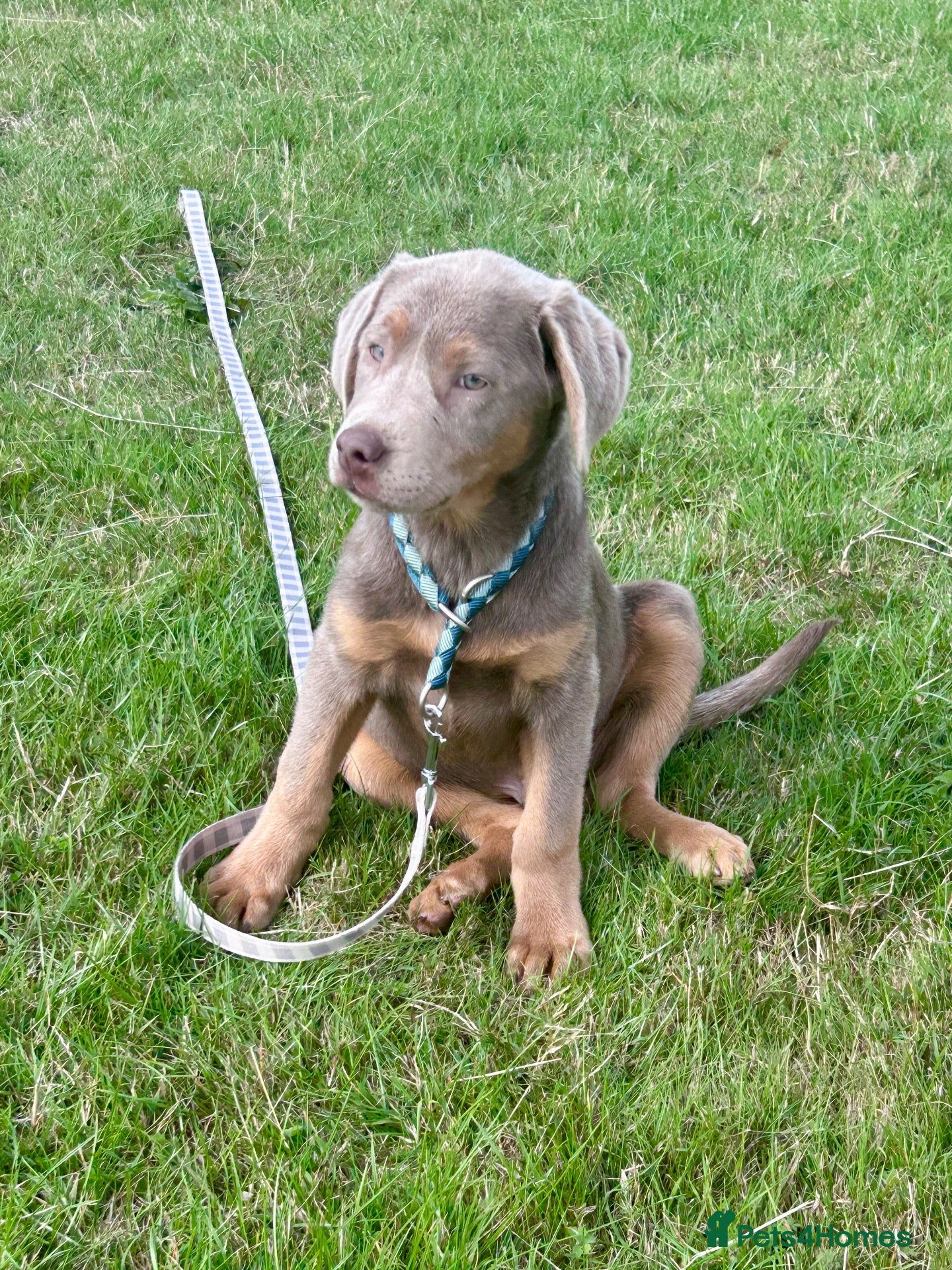 Labrador Retriever dogs Big beautiful chunky Labrador puppies - Advert 7