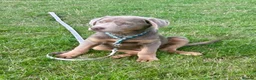 Labrador Retriever dogs for sale: Big beautiful chunky Labrador puppies - Advert 1