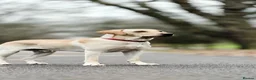 Labrador Retriever dogs for sale: Beautiful Labradors puppy’s looking for a new home in London - Advert 28