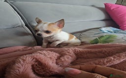 Chihuahua dogs for sale: Beautiful Tiny Chihuahua puppies  - Image 13