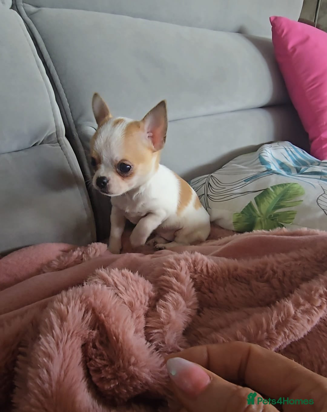 Chihuahua dogs for sale: Beautiful Tiny Chihuahua puppies  - Image 13