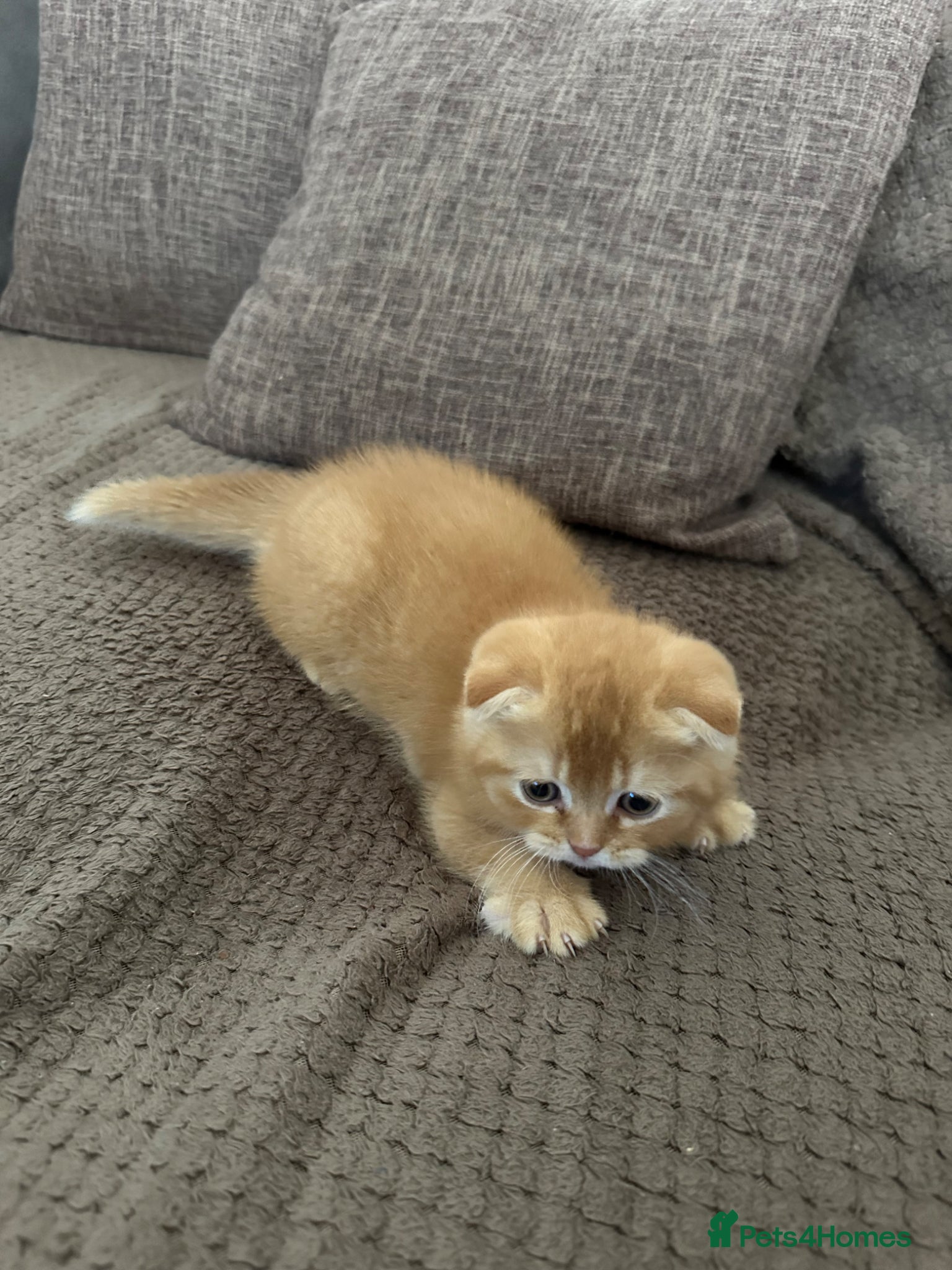 Scottish Fold cats Adorable Scottish Fold&straight kittens Ready Soon - Advert 2