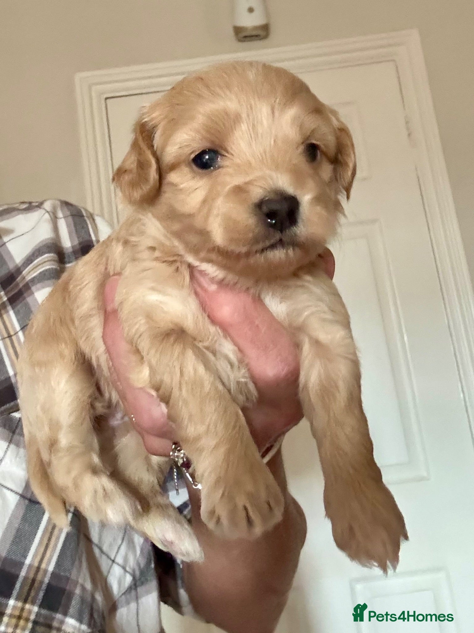 Maltipoo dogs Maltipoo Pups  - Advert 18