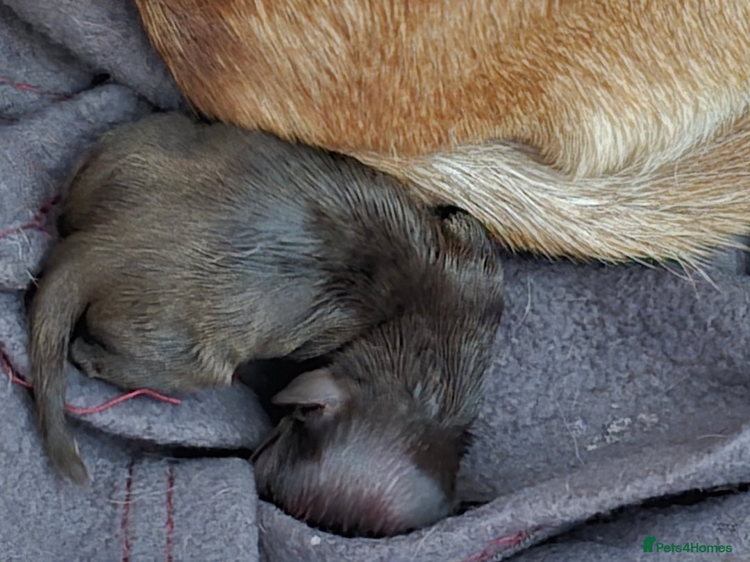Chihuahua dogs for sale: EXCELLENT BLOODLINE SMOOTHCOAT CHIHUAHUA PUPPIES - Image 7