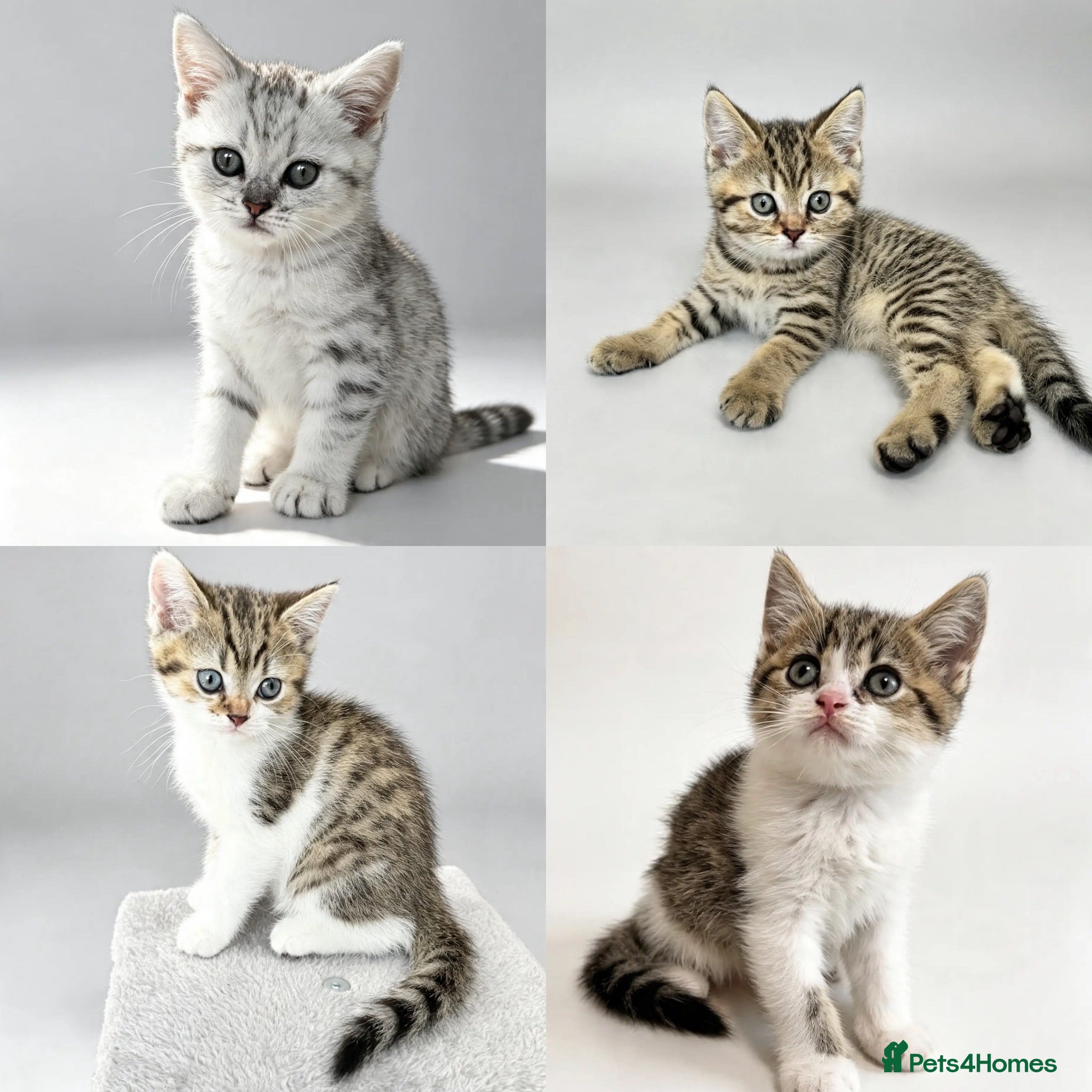 British Shorthair cats Four Beautiful BSH Tabby Kittens  - Advert 1