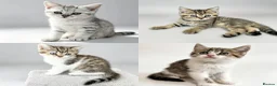 British Shorthair cats for sale: Four Beautiful BSH Tabby Kittens  - Advert 1