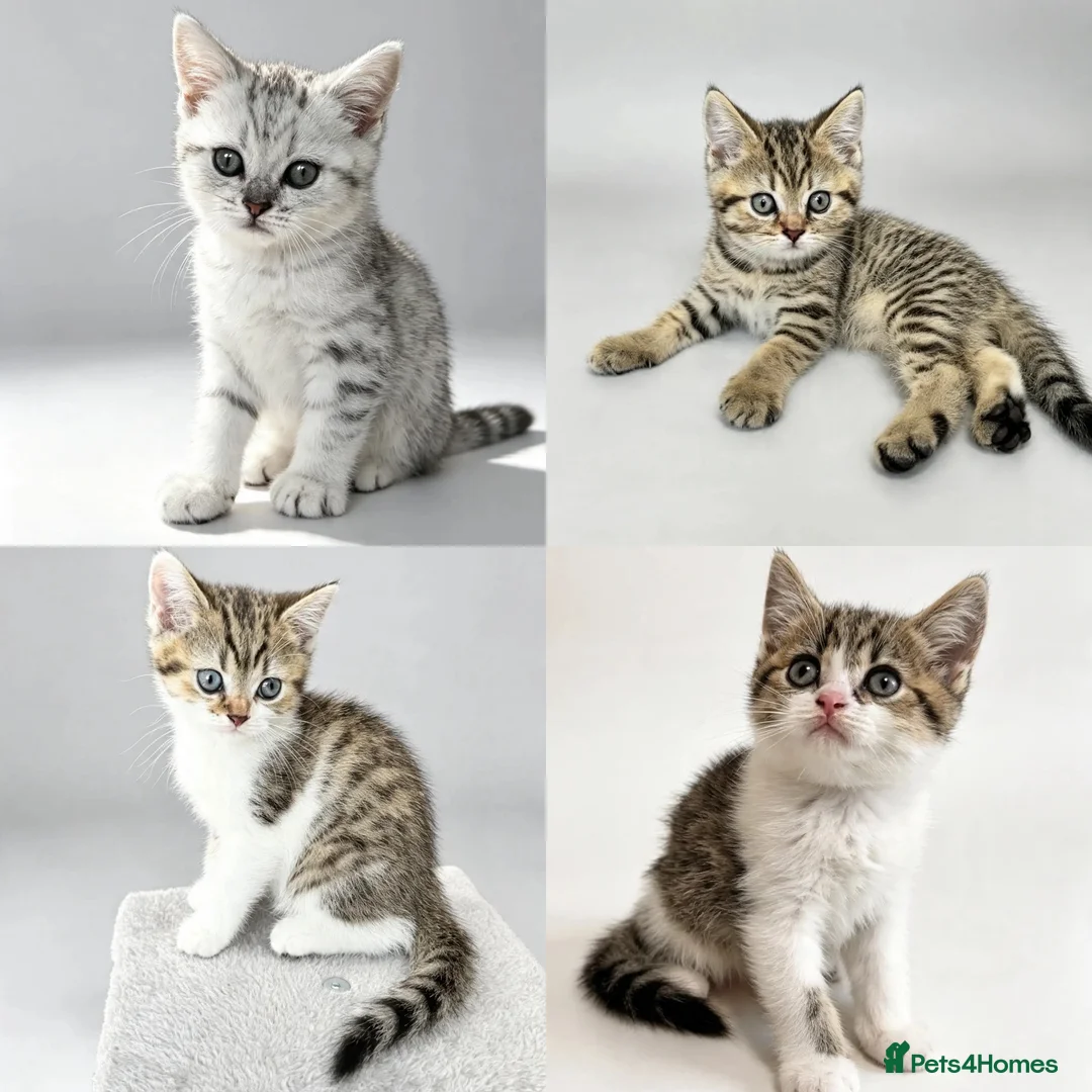 British Shorthair cats for sale: Four Beautiful BSH Tabby Kittens  - Advert 1