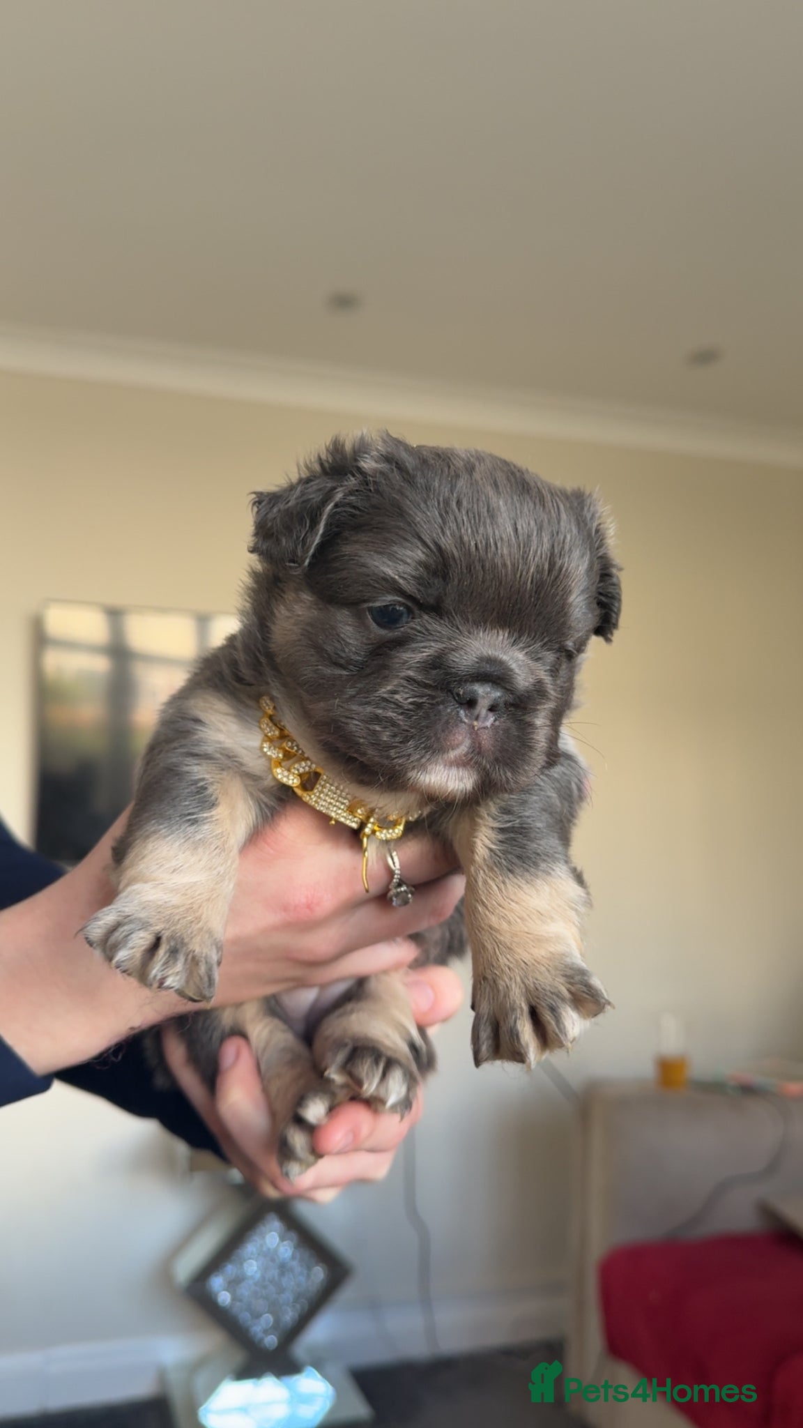 French Bulldog dogs Fluffy & Mixed French Bulldogs - Advert 3