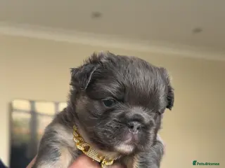 French Bulldog dogs Fluffy & Mixed French Bulldogs - Advert 3