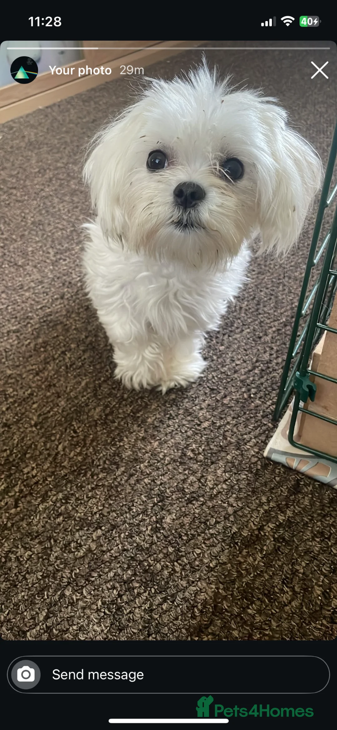 Morkie dogs for sale: Girl Morkie  - Advert 1