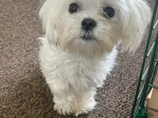 Morkie dogs Girl Morkie - Advert 2