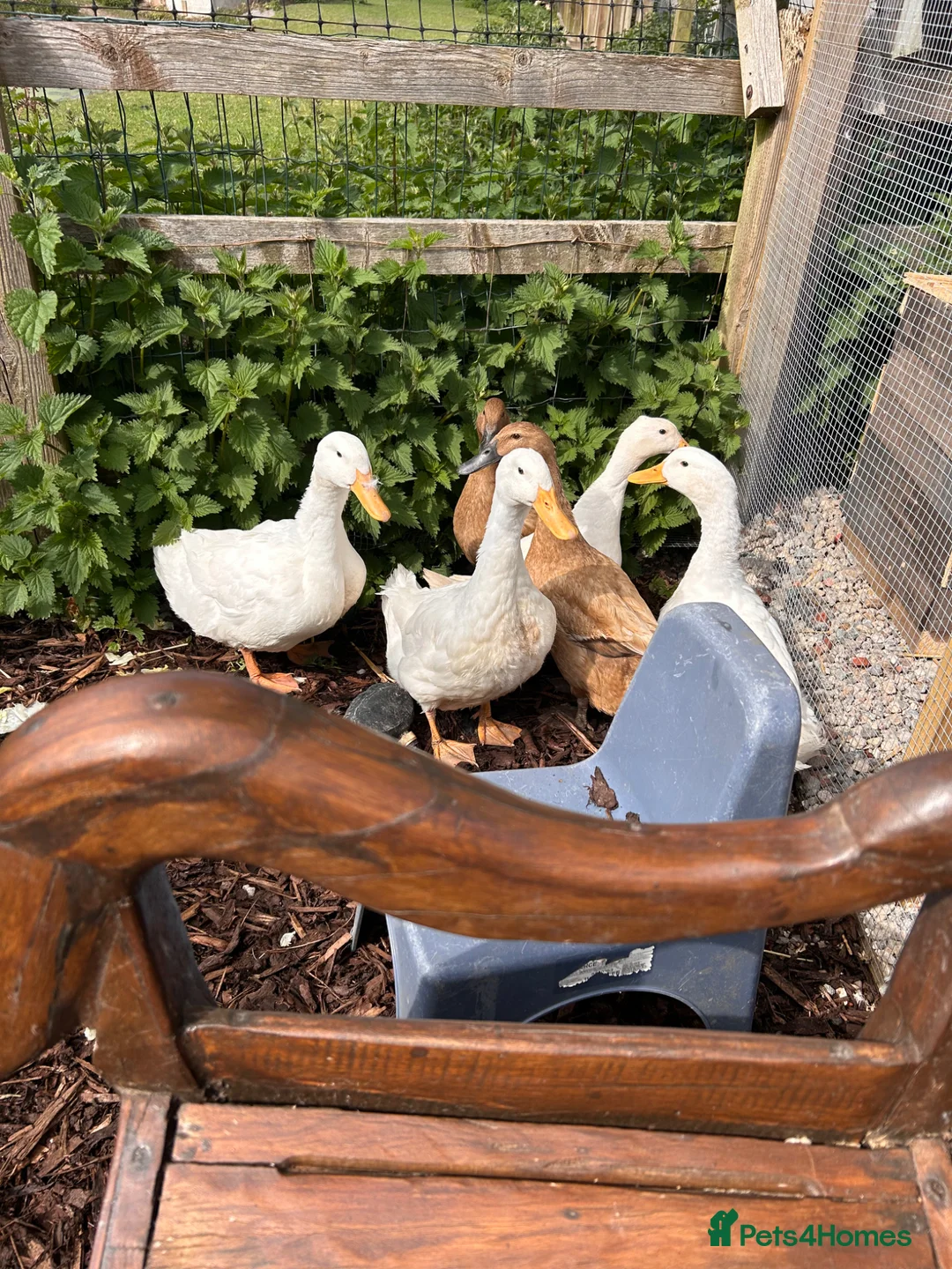 Ducks poultry for sale: POL Aylesbury ducks  - Advert 2