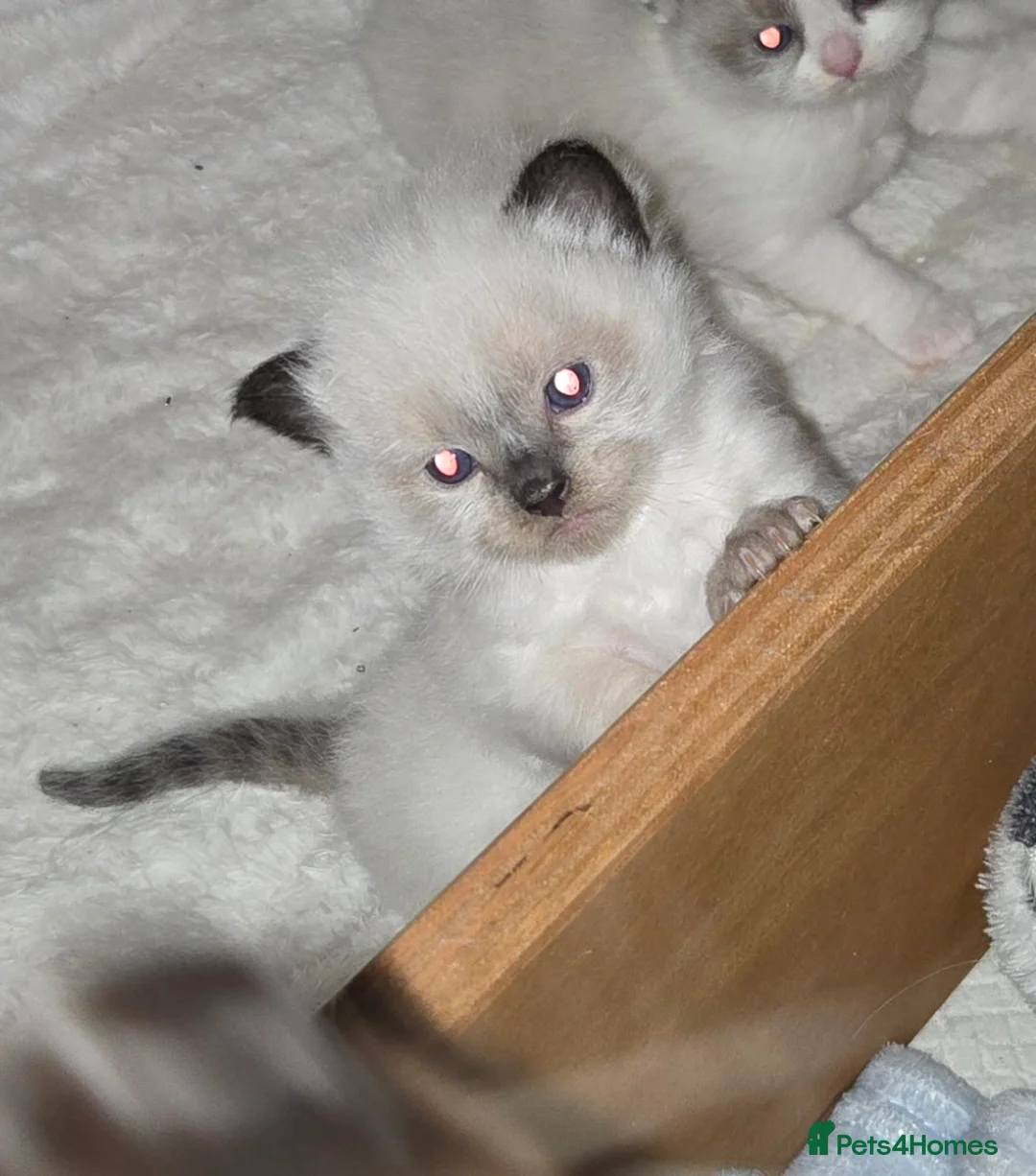 Ragdoll cats for sale: Gorgeous Pedigree chunky ragdolls - Advert 2