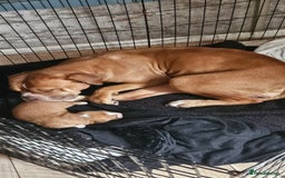 Mixed Breed dogs for sale: Dogue De Bordeaux X. House & Bsc obedience trained - Image 10