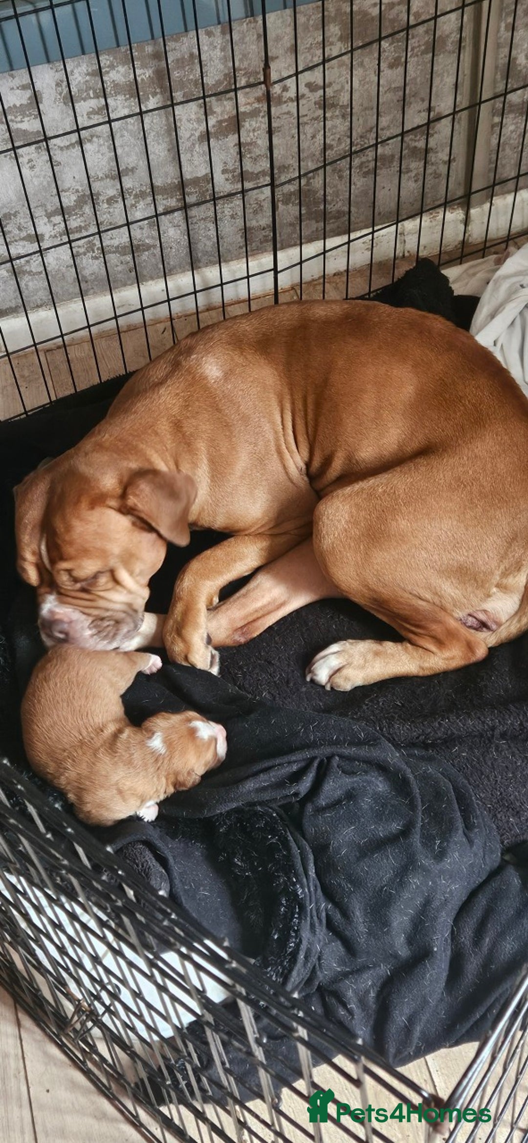 Mixed Breed dogs for sale: Dogue De Bordeaux X. House & Bsc obedience trained - Image 10