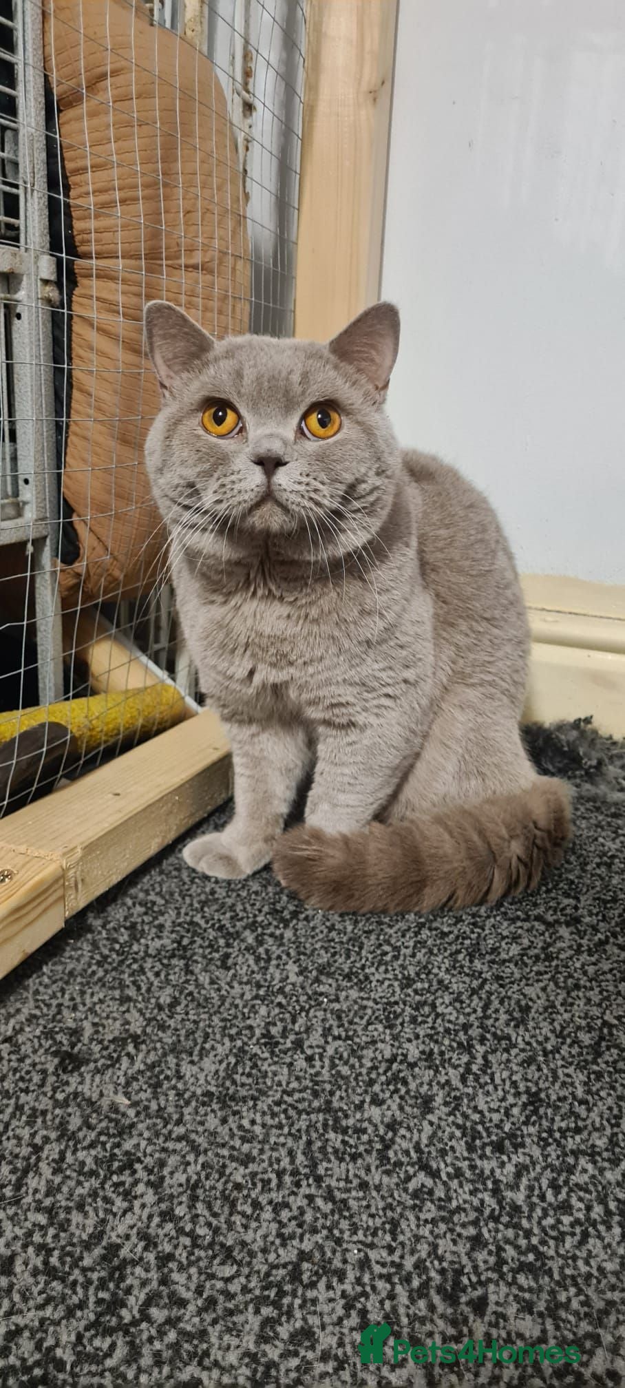 British Shorthair cats Male British Shorthair - Advert 1