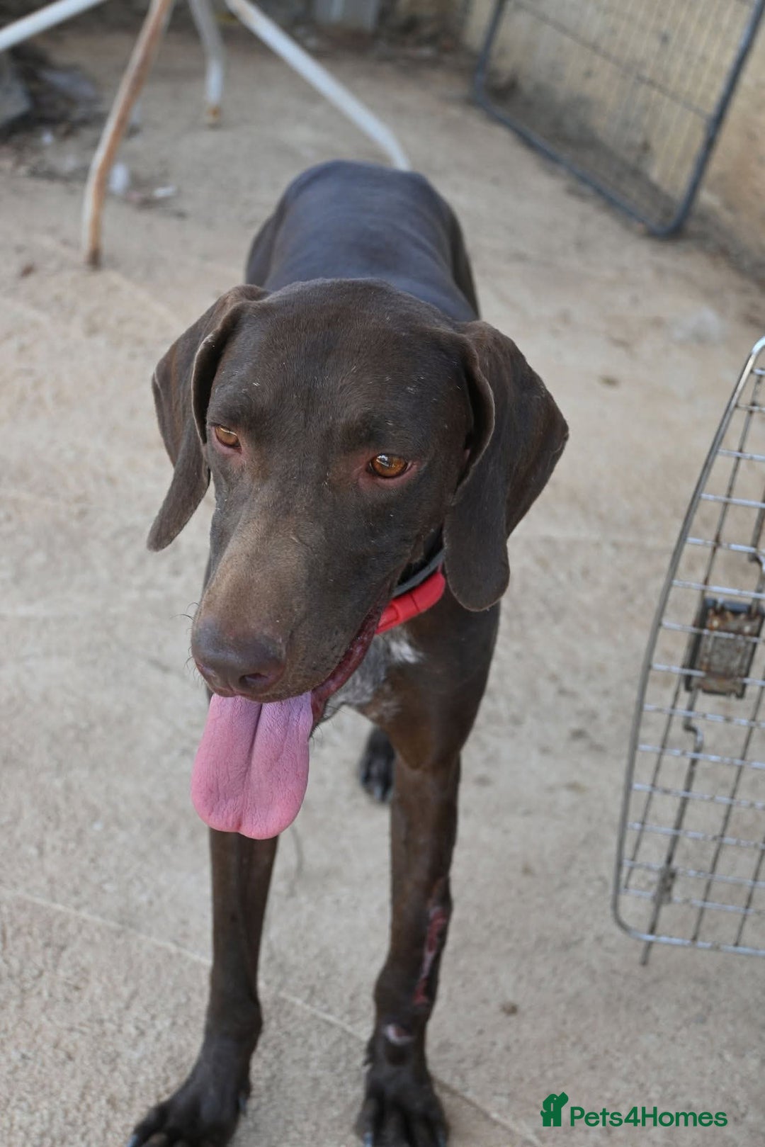 German Shorthaired Pointer dogs for adoption: Bobby is ready for his forever family!  - Image 7