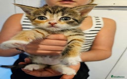 British Shorthair cats for sale: Beautiful kittens  - Image 3